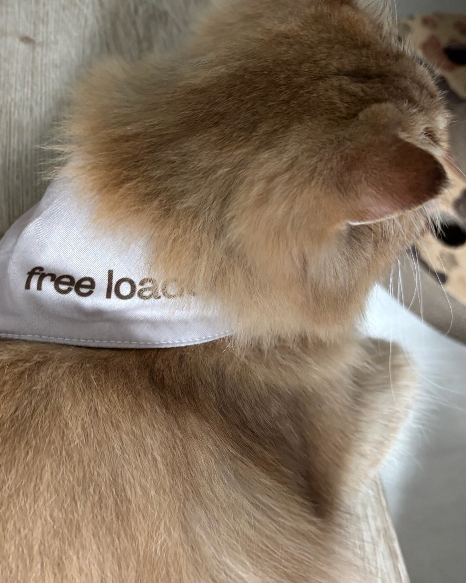Free Loader Bandana